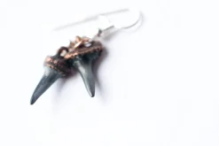 SALE Shark tooth earrings | Shark tooth fossil earrings